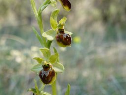 15_Ophrys_araneola